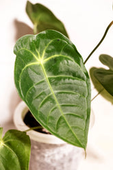 Anthurium veitchii x forgetii